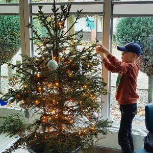 Adopteer een kerstboom