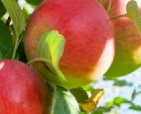 7 heerlijke recepten met appels