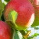 7 heerlijke recepten met appels