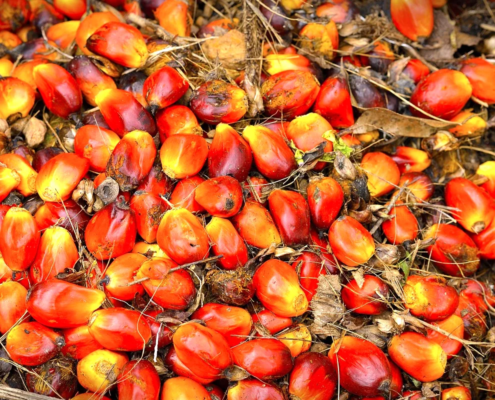 Is palmolie duurzaam of niet