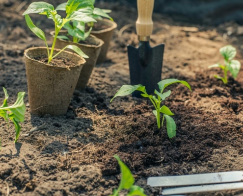 Creatieve ideeën voor het gebruik van voedselrestjes planten