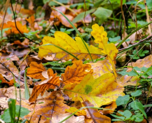 duurzame tuin herfst klaar winter