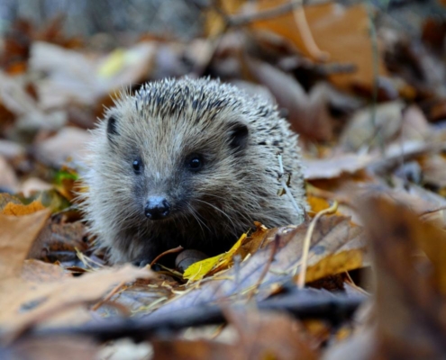 duurzame tuin tips voor de herfst en winter egel