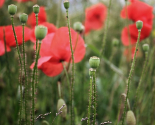 10 duurzame tuin tips voor de herfst maak je tuin klaar voor de winter!