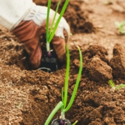 duurzaam vrijwilligerswerk doen landbouw