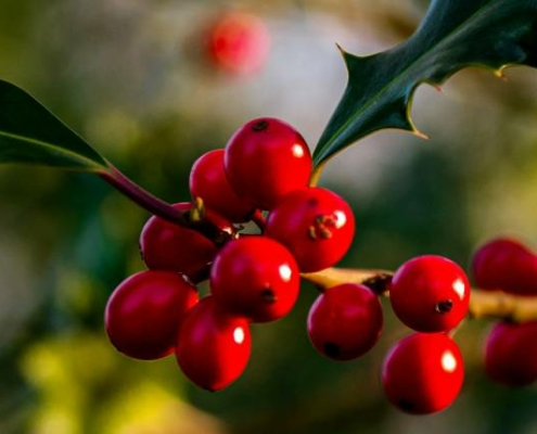 duurzaam kerst vieren