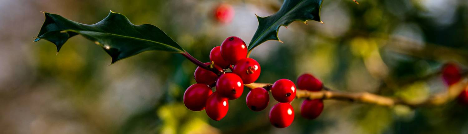 duurzaam kerst vieren