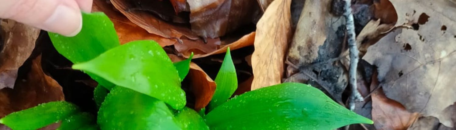 Wildplukken in de lente