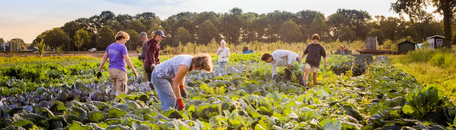 Biologische groenten kopen