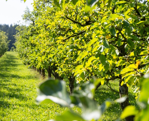 biologische appels uit europa is biologisch eten duurzaam