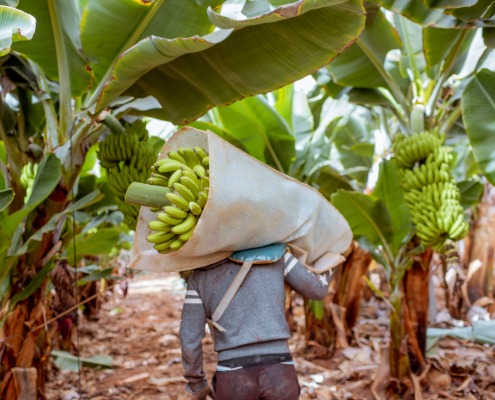 zijn bananen duurzaam teelt zijn bananen duurzaam teelt