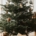 duurzame kerstboom alternatieven