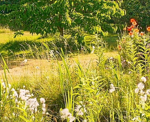 duurzame tuinplanten