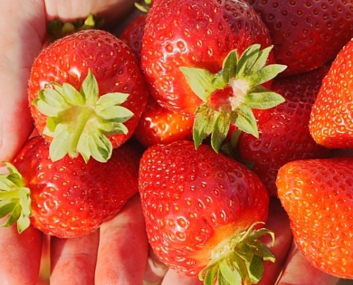 Aardbeien bewaren: zo geniet je langer van je oogst