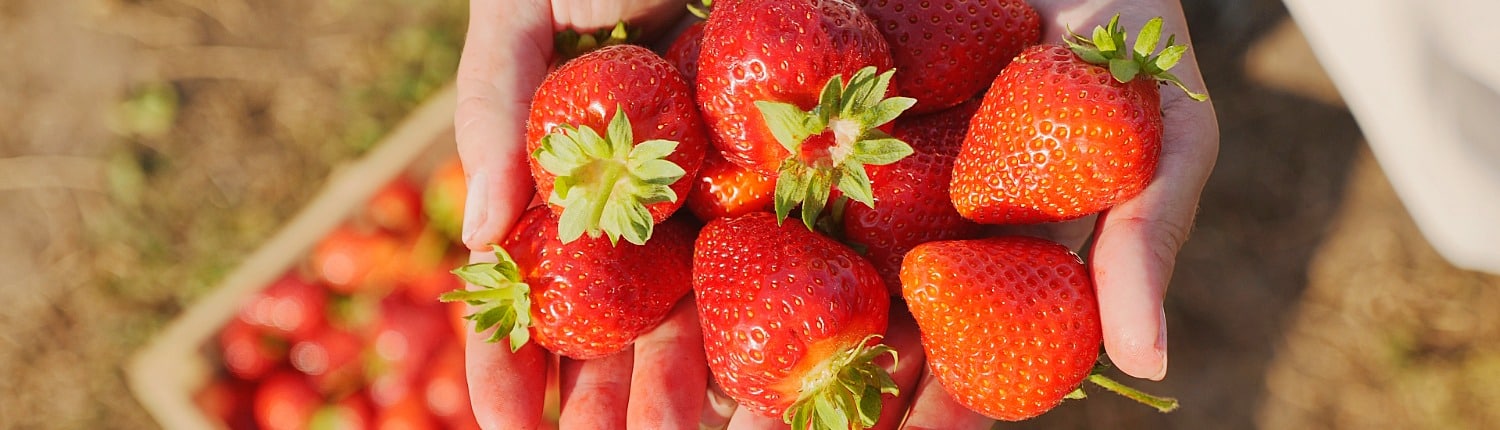 Aardbeien bewaren: zo geniet je langer van je oogst