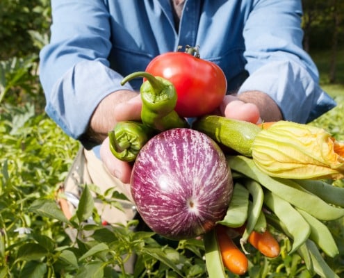 Makkelijke groenten, kruiden en fruit voor beginners in de moestuin